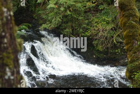 Piante della foresta pluviale a Ketchikan, Alaska Foto Stock