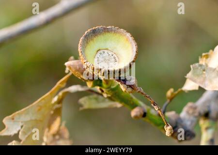 Quercia inglese o quercia peduncolata (quercus robur), primo piano di una tazza di ghianda vuota ancora attaccata all'albero in autunno. Foto Stock
