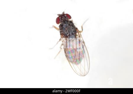 Mosca comune della frutta, Drosophila sp., su cibo marciume. Foto Stock