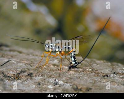 Sabre vespa Rhyssa persuasoria annoiata nel legno per raggiungere larve di vespa di legno Foto Stock
