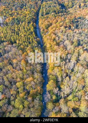 Vista aerea di una strada rettilinea tra la colorata foresta in autunno in germania Foto Stock