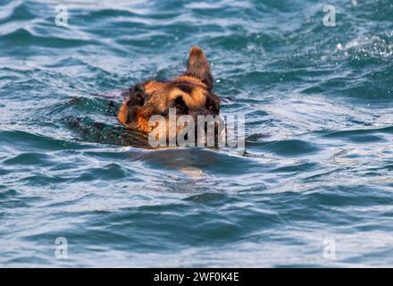 Cane in azione Foto Stock