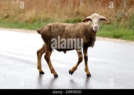 L'agnello bagnato perduto su una strada piovosa Foto Stock