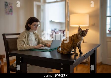 Il gatto di razza Devon rex seduto sul tavolo, vuole giocare mentre il proprietario di animali domestici lavora al computer, studia Foto Stock