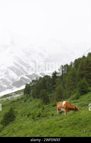 Paesaggio di mucca nelle Alpi svizzere, montagne sbiadite in lontananza Foto Stock