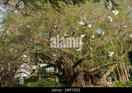 Park of Miami University a Miami, Florida: Ibisi bianchi americani. L'ibis bianco americano è una specie di uccello della famiglia ibis, Threskiornithidae. Foto Stock