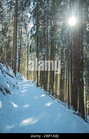 Grandi abeti si innalzano nel cielo nella natura innevata delle Alpi, foreste di abeti innevate, raggi di sole tra gli abeti Foto Stock