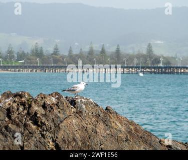 Un gabbiano su una roccia con acqua marina blu Coffs Harbour Jetty sullo sfondo Foto Stock