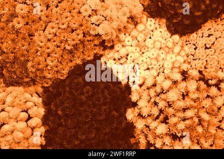 Splendidi fiori di crisantemo sullo sfondo, vista dall'alto. Tonificato in arancione Foto Stock