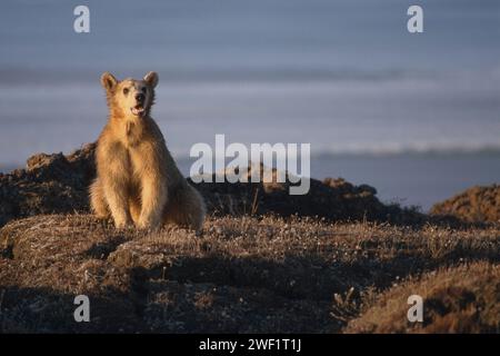 orso bruno, Ursus arctos, orso grizzly, Ursus horribils, sulla North Slope della catena dei torrenti, costa artica centrale dell'Alaska Foto Stock