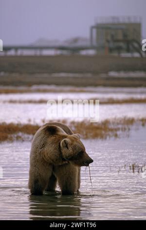 orso bruno, Ursus arctos, orso grizzly, orribili Ursus, che allevano piante acquatiche lungo la costa artica, Prudhoe Bay, Alaska Foto Stock