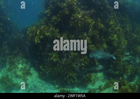 Grande dentice Australasiano Pagrus auratus sulla parete rocciosa che raggiunge la superficie oceanica coperta da erbacce marine. Località: Leigh nuova Zelanda Foto Stock
