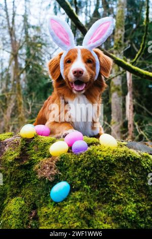 Nova Scotia Duck Tolling Retriever che finge di essere il coniglio pasquale Foto Stock
