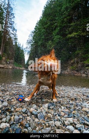 Il Nova Scotia Duck Tolling Retriever si scuote dopo una nuotata Foto Stock