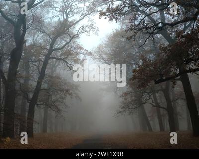 Ripresa cinematografica di una giornata autunnale nebbiosa in una foresta, Una strada e alberi decorati con colori autunnali e ricoperti di nebbia. Foto Stock