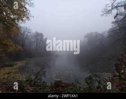 Ripresa cinematografica di una giornata autunnale nebbiosa in una foresta, un lago e alberi decorati con colori autunnali e ricoperti di nebbia. Foto Stock