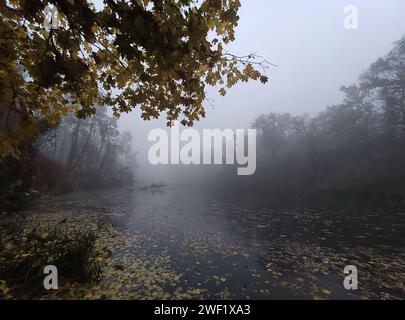 Ripresa cinematografica di una giornata autunnale nebbiosa in una foresta, un lago e alberi decorati con colori autunnali e ricoperti di nebbia. Foto Stock