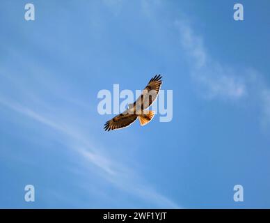 Red Tail Hawk che vola attraverso il cielo blu, le ali si estendono Foto Stock