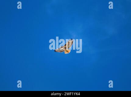 Red Tail Hawk che vola attraverso il cielo blu, le ali si estendono Foto Stock