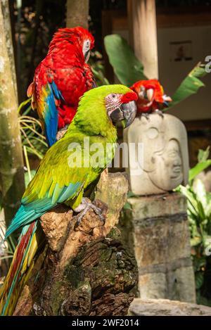 Grande macaw verde e scarlatto macaw, Copan, Honduras Foto Stock