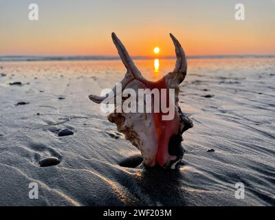 Una grande conchiglia colorata su una spiaggia bagnata che riflette il tramonto sull'Oceano Pacifico. Foto Stock