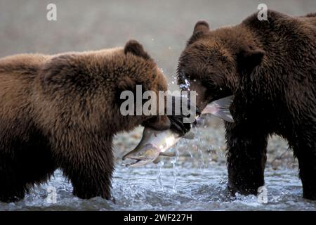 Orsi bruni, Ursus arctos, orso grizzly, orribili Ursus, cuccioli che prendono un salmone dalla madre, il Parco Nazionale di Katmai, penisola dell'Alaska Foto Stock