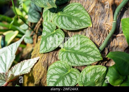 Primo piano della partenza di Monstera Dubia Foto Stock