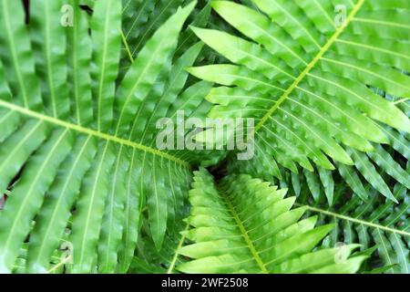 Primo piano di Blechnum Gibbum Silver Lady Fern Foto Stock