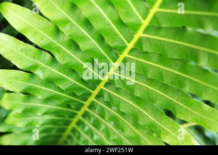 Blechnum Gibbum Silver Lady Fern Foto Stock