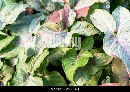 Primo piano delle foglie di Confetti di Syngonium Podophyllum Milk Foto Stock