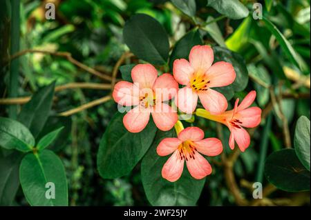 albero adornato con esotici fiori rosa, che creano un'esplosione di colore e vita. Perfetto per gli appassionati della natura e progetti di design, composizione di pe vibrante Foto Stock