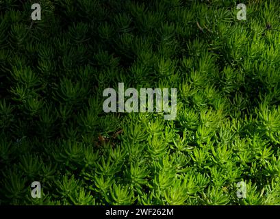 Piante grasse verdi a schermo intero Foto Stock