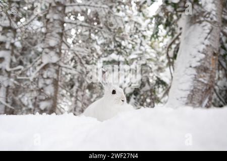 Rocky Mountain National Park, noleggio di racchette da neve Foto Stock