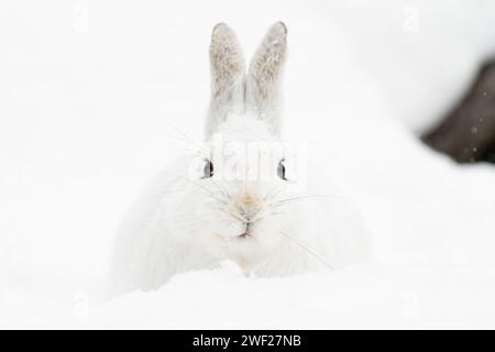 Rocky Mountain National Park, noleggio di racchette da neve Foto Stock