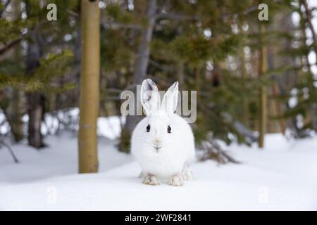 Rocky Mountain National Park, noleggio di racchette da neve Foto Stock