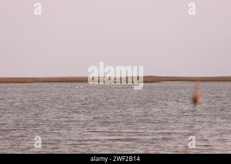 Stormi di cigni e fenicotteri rosa sul mare. Shirvan Reserve. Azerbaigian. Foto Stock