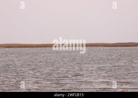 Stormi di cigni e fenicotteri rosa sul mare. Shirvan Reserve. Azerbaigian. Foto Stock