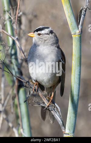 Sparrow dalla corona bianca arroccato su Anise. Palo alto Baylands, Bay area, California. Foto Stock