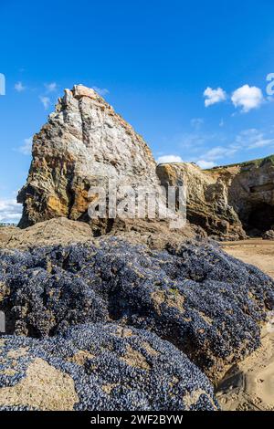 Cozze sulle rocce sulla spiaggia di Perranporth sulla costa della Cornovaglia, in una giornata di sole a settembre Foto Stock
