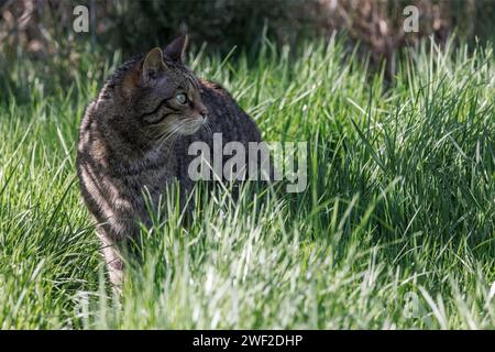 Scozzese Wildcat [ Felis silvestris ] animale in cattività presso il Westcountry Wildlife Photography Centre nel Devon Foto Stock
