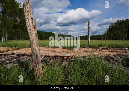 Strada rurale in mezzo a una grande palude con erba nelle nuvole giornate estive in Russia Foto Stock