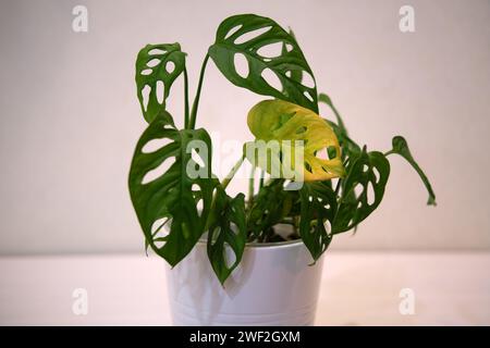 Monstera adansonii con foglie gialle appassite. Monstera maschera scimmia con la malattia delle piante di casa Foto Stock