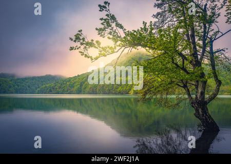 Bella vista con alberi solitari nel lago all'alba. Fantastico scenario all'alba con foresta nebbiosa sulle rive del lago, parco nazionale di Plitvice, Cro Foto Stock