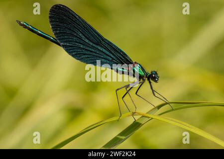 Libellula blu appollaiata su una lama d'erba Foto Stock