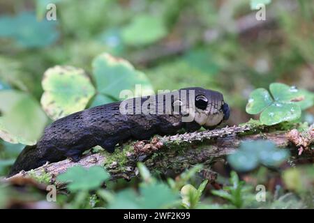 Bruco di falco degli elefanti, Deilephila elpenor Foto Stock