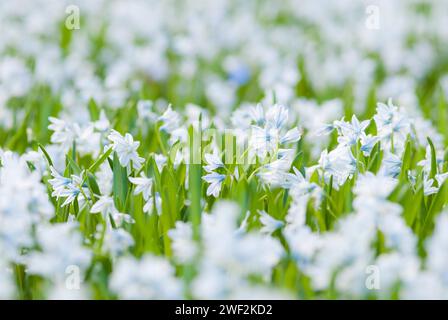 Squill libanese bianco fiorito (Puschkinia scilloides) o fiori di conchiglia nel parco municipale di Lueneburg in primavera, primo fiore, fioritura primaverile, primo piano Foto Stock