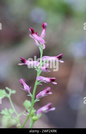 Fumaria officinalis, comunemente noto come fumo di terra o fumitorio comune, pianta di fioritura selvatica proveniente dalla Finlandia Foto Stock