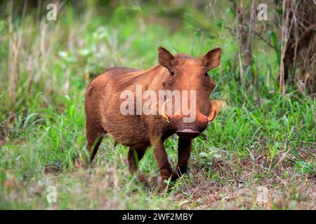 Warthog, (Phacochoerus aethiopicus), adulto, foraggiamento, allarme, Kruger National Park, Kruger National Park, Sudafrica Foto Stock