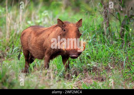 Warthog, (Phacochoerus aethiopicus), adulto, foraggiamento, allarme, Kruger National Park, Kruger National Park, Sudafrica Foto Stock