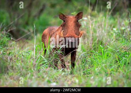 Warthog, (Phacochoerus aethiopicus), adulto, foraggiamento, allarme, Kruger National Park, Kruger National Park, Sudafrica Foto Stock